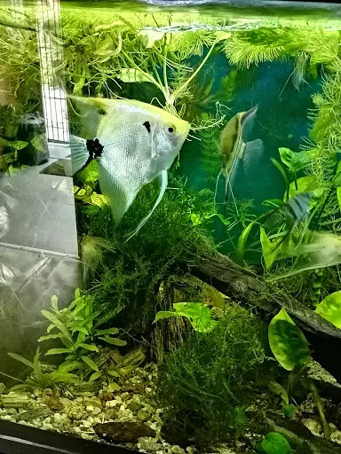 Sklep zoologiczny Złota Rybka